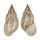 PHASIANELLIDAE PHASIANELLA AUSTRALIS shell