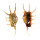 STROMBIDAE LAMBIS SCORPIO shell