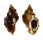 MURICIDAE MUREX BURNETTI COREANICA shell