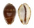 CYPRAEIDAE PALMADUSTA ANDROYENSIS shell