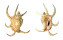 STROMBIDAE LAMBIS CHIRAGRA shell