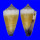 CONIDAE CONUS MURICULATUS shell