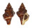 FASCIOLARIIDAE LEUCOZONIA NASSA shell
