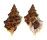 BURSIDAE BURSA QUIRIHORAI shell