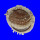 SPONDYLIDAE SPONDYLUS MULTISETOSUS shell