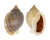 CASSIDAE PHALIUM BISULCATA DIUTURNA shell