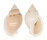 CASSIDAE SEMICASSIS GLABRATA shell