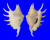 STROMBIDAE LAMBIS LAMBIS shell