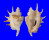 STROMBIDAE LAMBIS LAMBIS shell