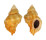 MURICIDAE VITULARIA MILIARIS shell