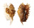 STROMBIDAE LAMBIS MILLEPEDA shell