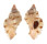 MURICIDAE CHICOMUREX TAGAROAE shell
