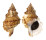 BURSIDAE TUTUFA TENUIGRANOSA shell