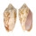 VOLUTIDAE CYMBIOLA VESPERTILIO shell