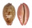 CYPRAEIDAE LEPOCYPRAEA MAPPA PANERYTHRA shell