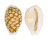 CYPRAEIDAE CYPRAEA CRIBRARIA TOLIARENSIS shell