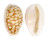 CYPRAEIDAE CYPRAEA CRIBRARIA TOLIARENSIS shell
