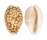 CYPRAEIDAE CYPRAEA CRIBRARIA TOLIARENSIS shell