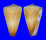 CONIDAE CONUS FERRUGINEUS shell