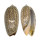 OLIVIDAE OLIVA ELEGANS shell