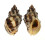 MURICIDAE THAIS JUBILAEA shell