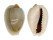 CYPRAEIDAE MONETARIA ANNULUS shell