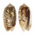 OLIVIDAE OLIVA CARNEOLA ADSPERSA shell