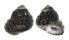 TROCHIDAE AUSTROCOCHLEA CONSTRICTA shell