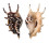 STROMBIDAE LAMBIS LAMBIS shell