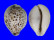 CYPRAEIDAE CYPRAEA TIGRIS PARDALIS shell