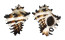 MURICIDAE CHICOREUS CICHOREUM shell