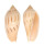 VOLUTIDAE AMORIA MOLLERI REDUCTA shell