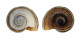 FRESHWATER MARISA CORNUARIETIS shell