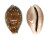 CYPRAEIDAE CYPRAEA VITELLUS shell