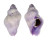 CORALLIOPHILIDAE CORALLIOPHILA RADULA shell