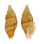 BUCCINIDAE METULA METULINA shell