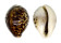 CYPRAEIDAE CYPRAEA TIGRIS shell