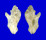 MURICIDAE TRIPTEROTYPHIS TENUIS shell