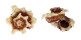ANGARIIDAE ANGARIA FORMOSA shell