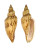 VOLUTIDAE FULGORARIA HAMILLEI TOSAENSIS shell
