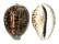 CYPRAEIDAE CYPRAEA TIGRIS shell