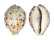 CYPRAEIDAE CYPRAEA TIGRIS PARDALIS shell