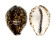 CYPRAEIDAE CYPRAEA TIGRIS shell