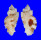 MURICIDAE NAQUETIA CUMINGII shell