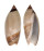 OLIVIDAE AGARONIA JOHNKOCHI shell