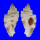 MURICIDAE NAQUETIA CUMINGII shell