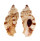 MURICIDAE NAQUETIA CUMINGII shell