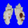 MURICIDAE NAQUETIA CUMINGII shell