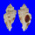 MURICIDAE NAQUETIA CUMINGII shell