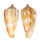 CONIDAE CONUS JANUS shell